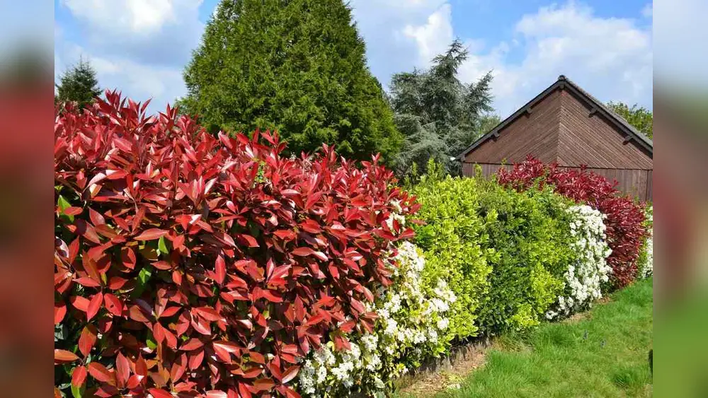 Best Florida Plants for Privacy: Ultimate Guide to Lush Seclusion 1 best florida plants for privacy