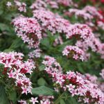 best flowering plants for south florida