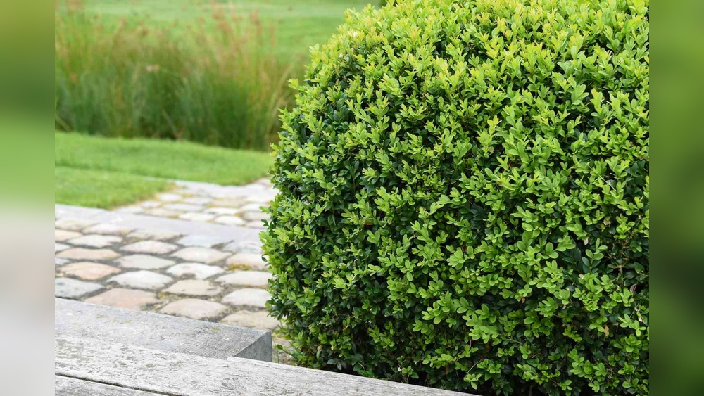 best foundation plants for florida