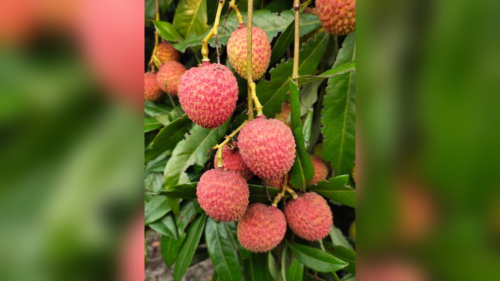 Best Fruit Plant for Florida: Top Picks for Thriving Gardens