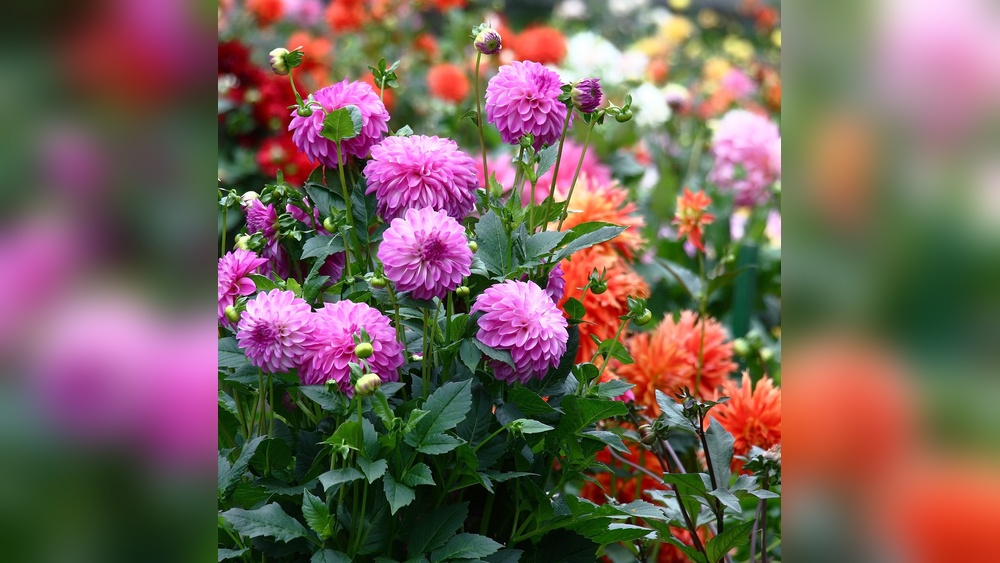 Best Full Sun Plants for California: Ultimate Guide to Thriving Gardens