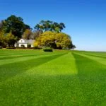 best grass seed for florida sandy soil in texas