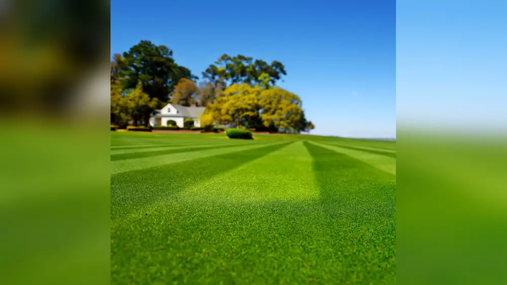 best grass seed for florida sandy soil in