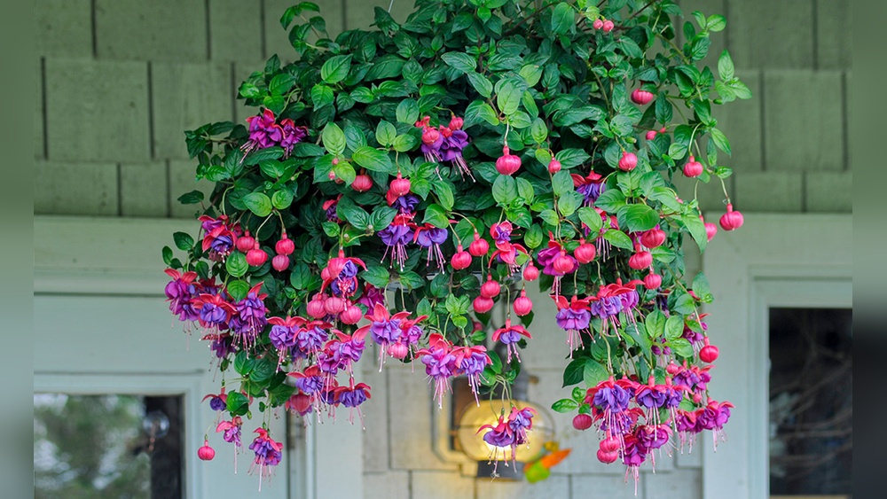 Best Hanging Plants for Florida: Top Lush Picks for Your Space