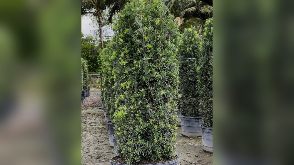 Best Hedge Plants for Florida: Top Choices for Lush Privacy