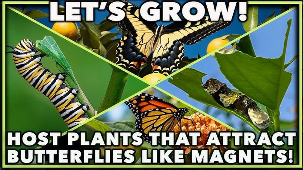 best host plants south florida