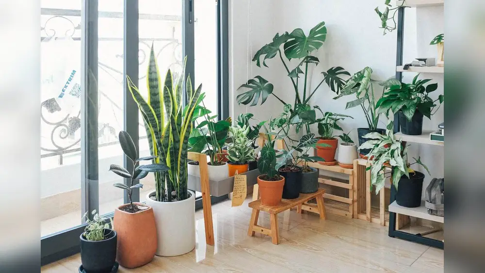 Best House Plants for Florida: Top Thriving Indoor Greenery 1 best house plants for florida