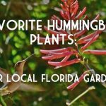 best humingbird plant for florida