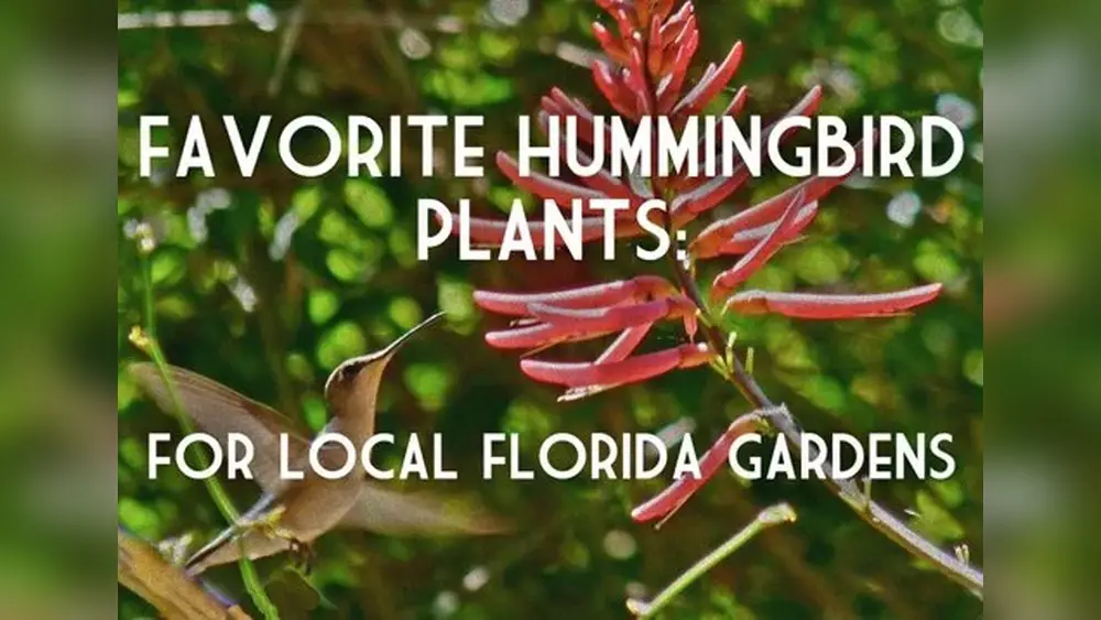 best humingbird plant for florida