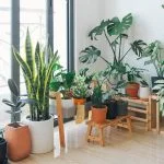 best indoor plants for florida