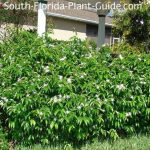 best jasmine plant for florida