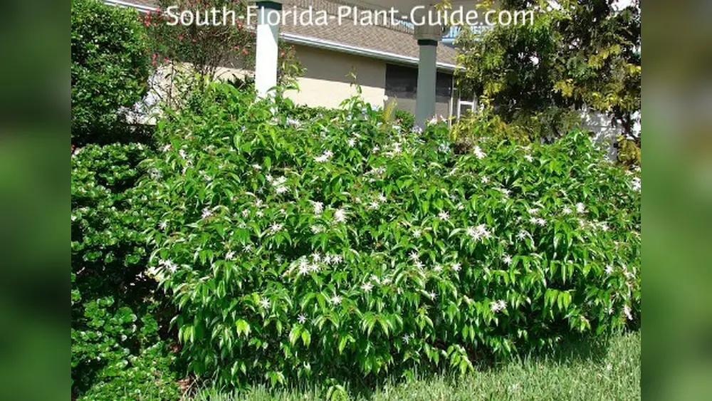 Best Jasmine Plant for Florida: Top Picks for Vibrant Gardens 1 best jasmine plant for florida