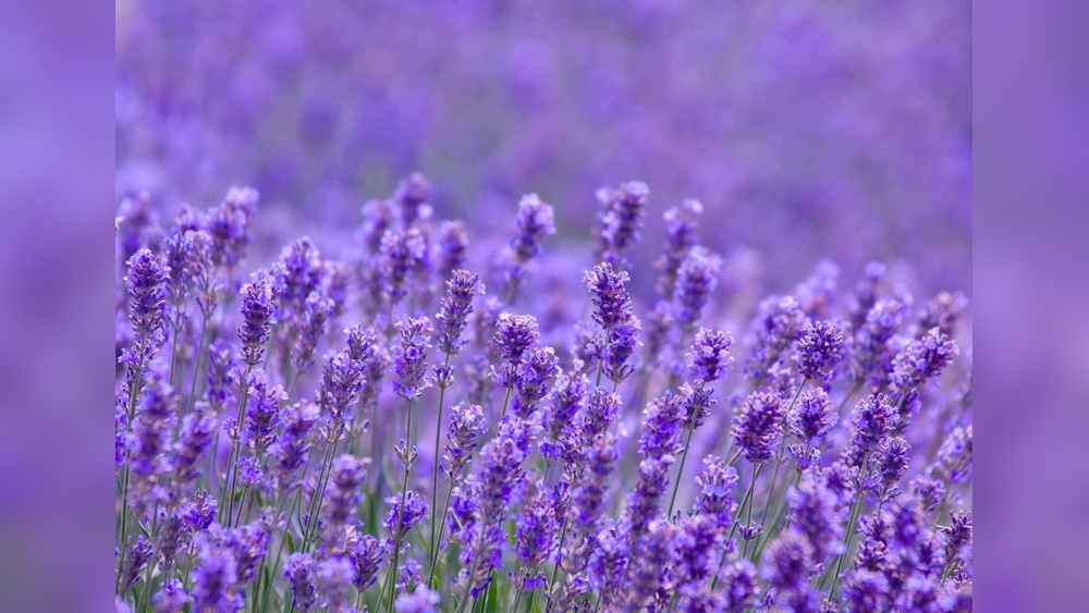 best lavender plant for florida