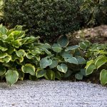 best low border plants for florida