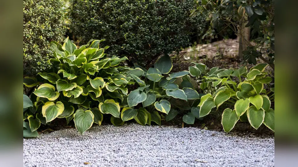 best low border plants for florida