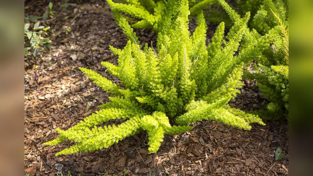 best low growing plants for partial shade florida garden