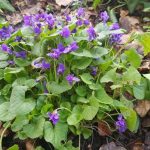 best low light plants for florida