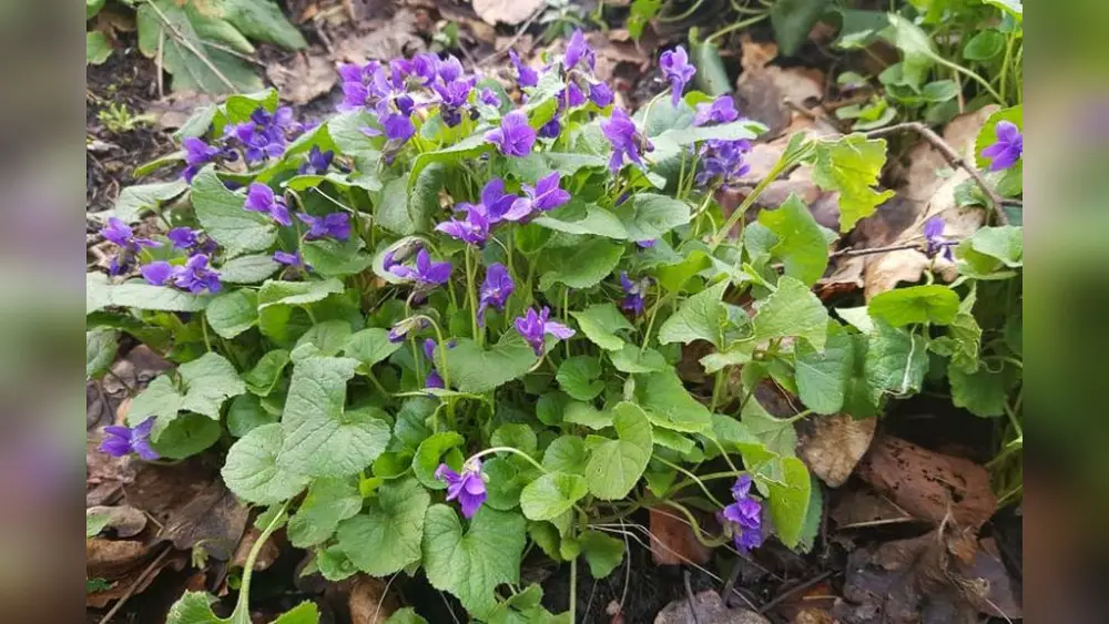 best low light plants for florida
