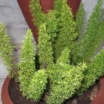 best low maintenance plants for central florida