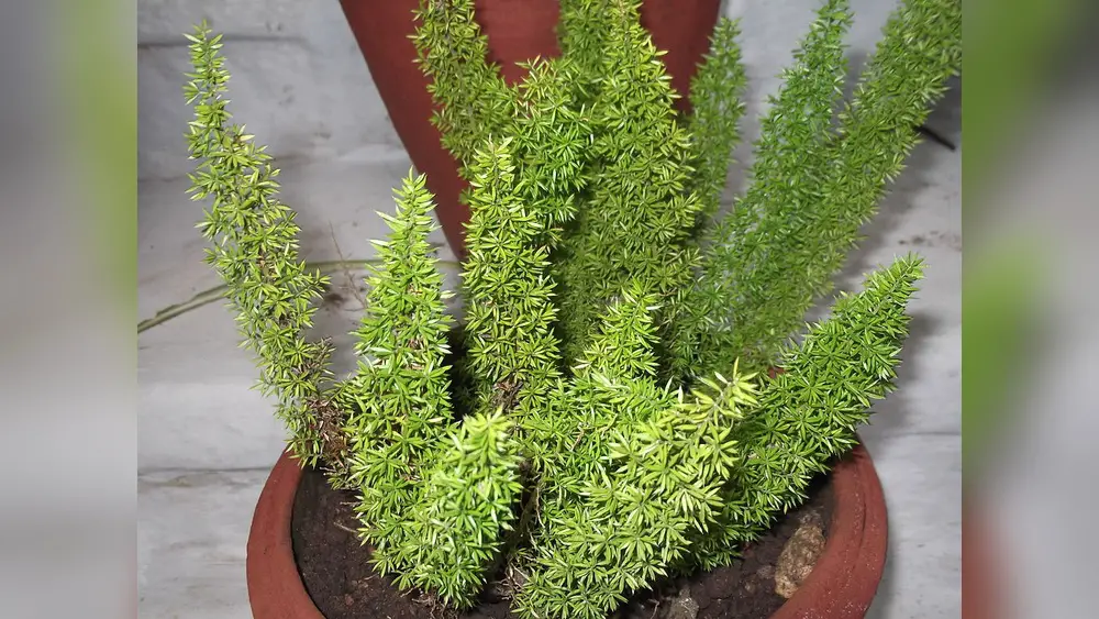 best low maintenance plants for central florida