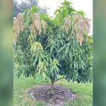 best mango tree to plant in central florida