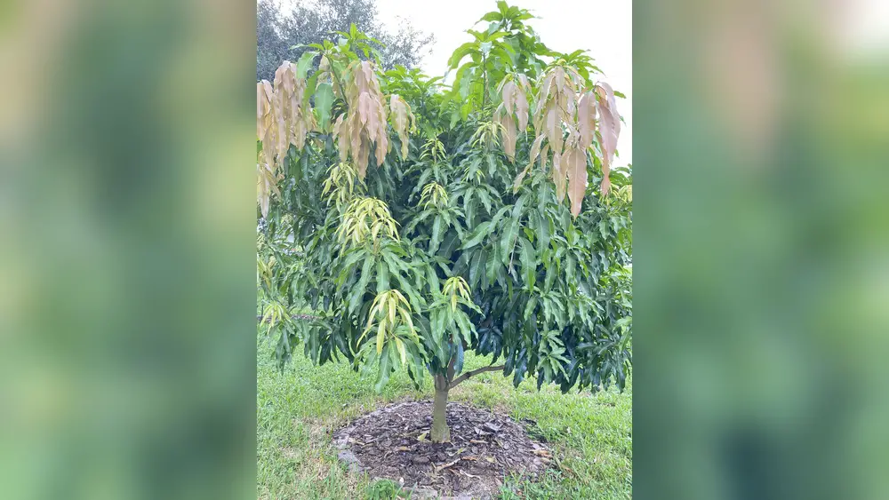 best mango tree to plant in central florida