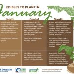best month to plant tomatoes in florida