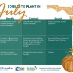 best months to plant vegetables in florida