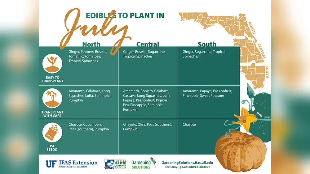 best months to plant vegetables in florida