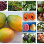 best moon time to plant a fruit tree in florida