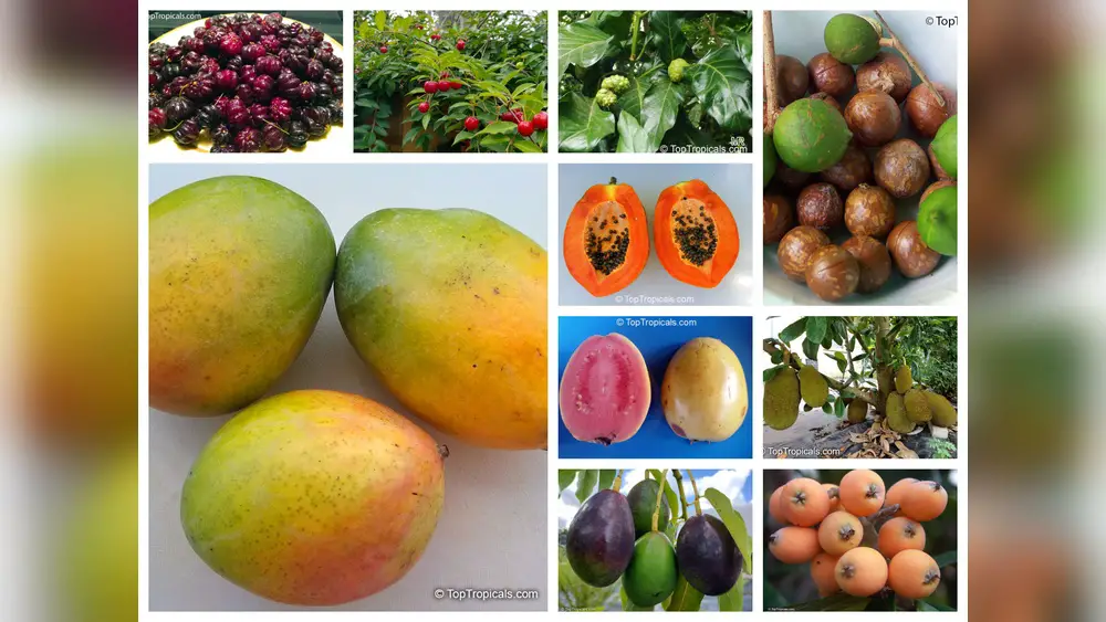 best moon time to plant a fruit tree in florida