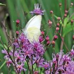 best native florida plants for butterflys