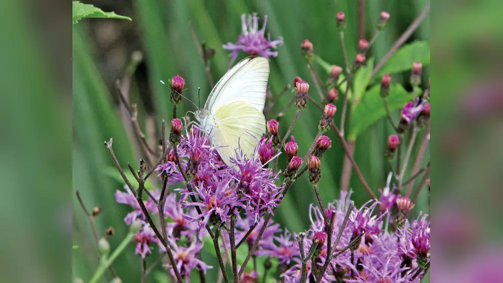 best native florida plants for butterflys