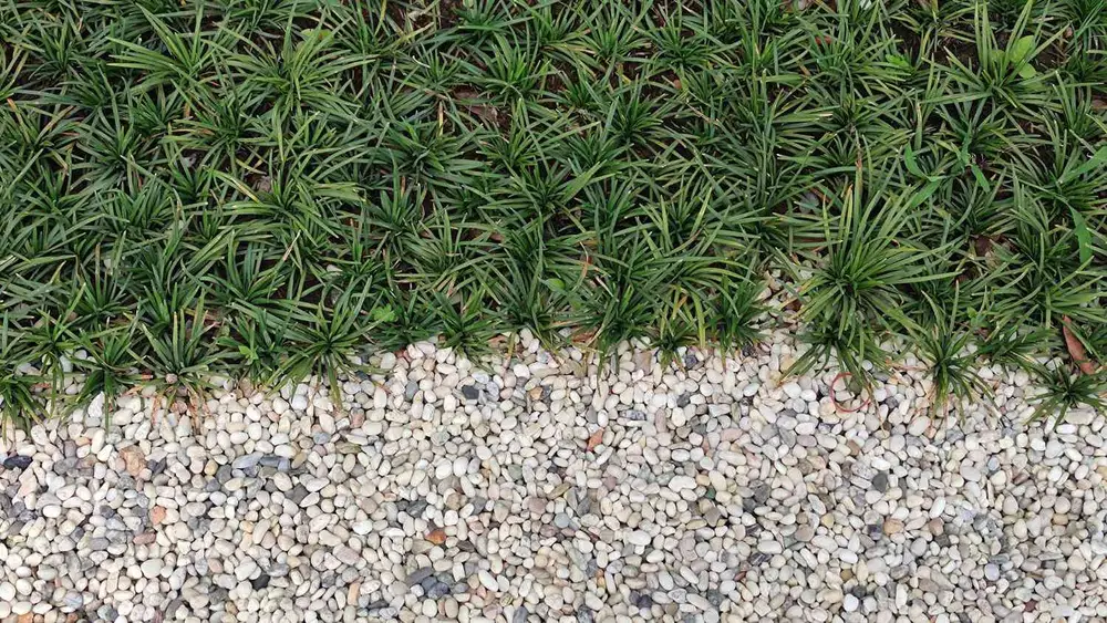 best native south florida ground cover plants
