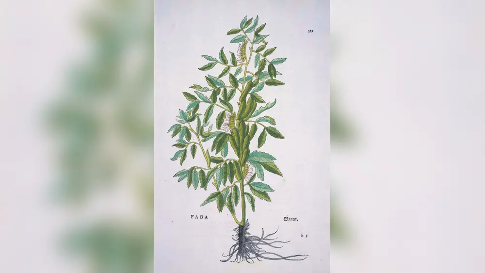 best nitrogen fixing plants for north florida