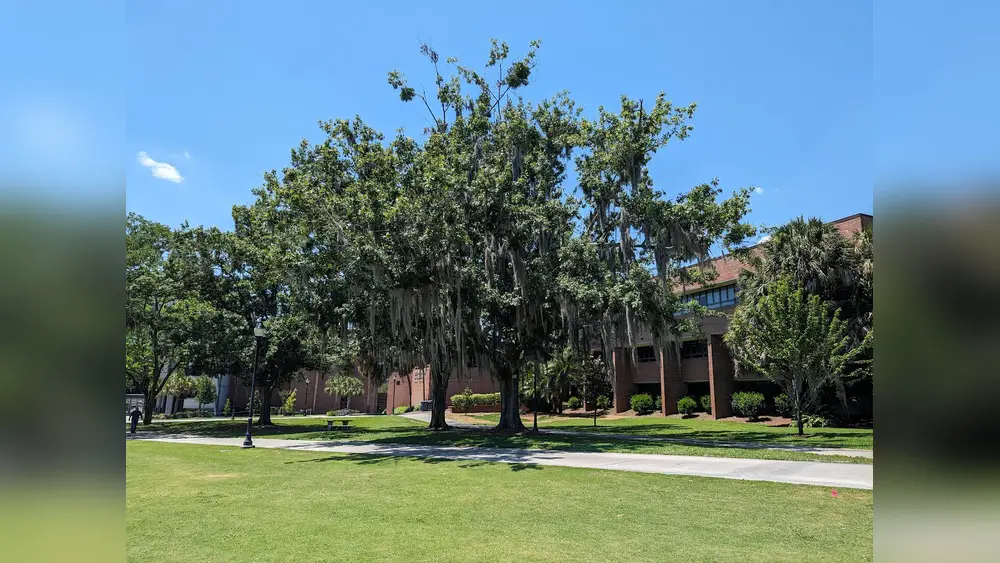 best oak to plant in north florida