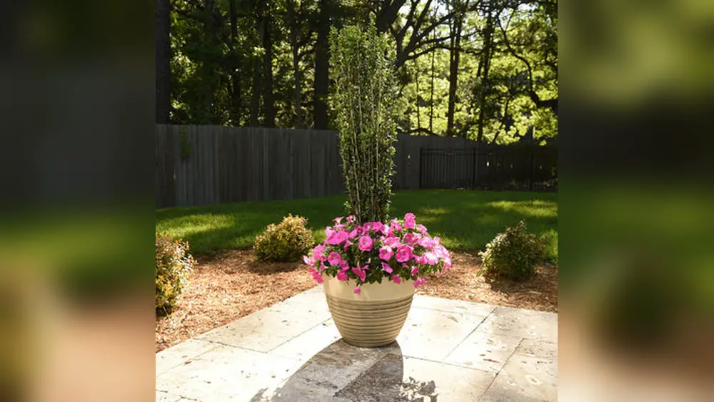 best outdoor container plants for south florida