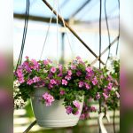 best outdoor hanging plants for florida