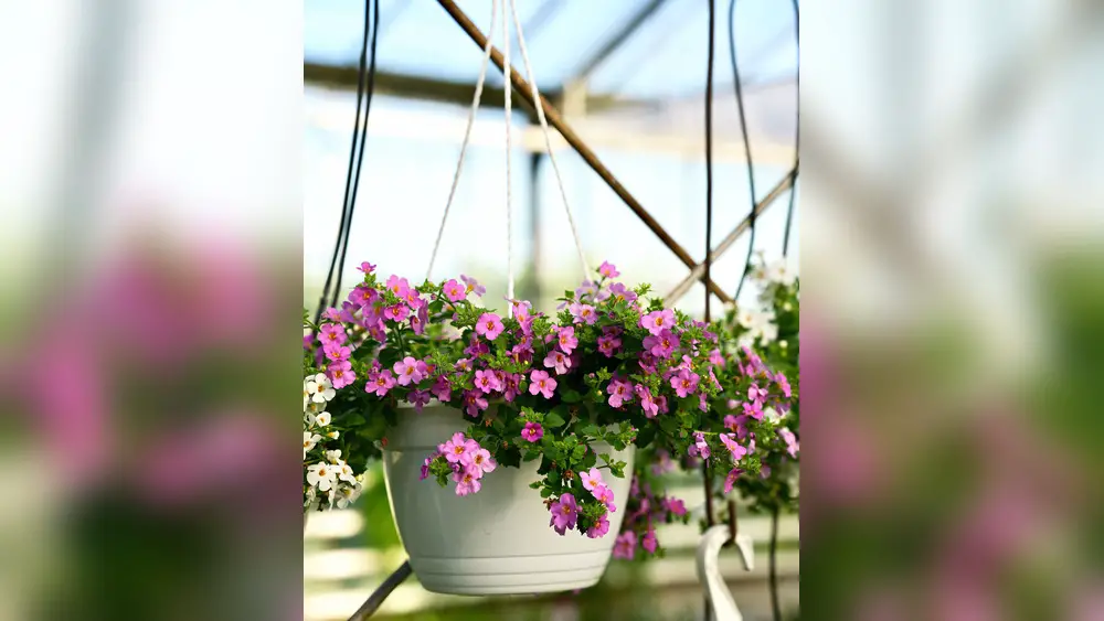 best outdoor hanging plants for florida