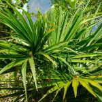 best outdoor north facing plants florida