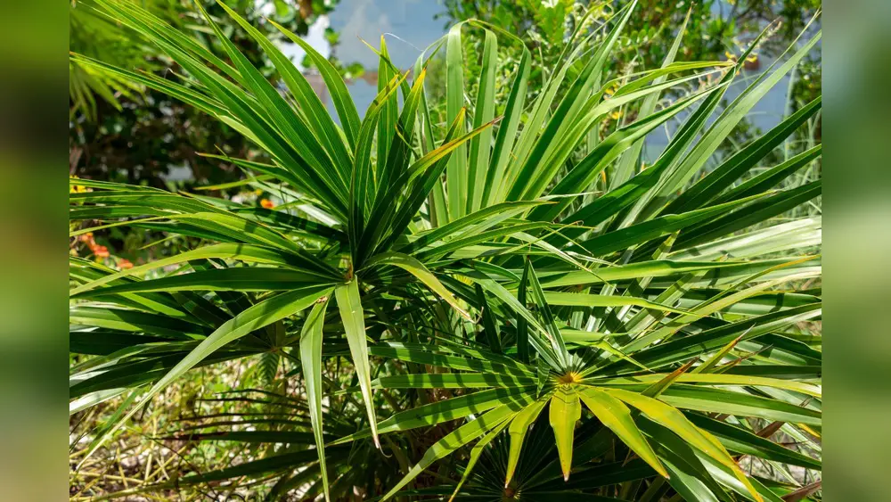 best outdoor north facing plants florida
