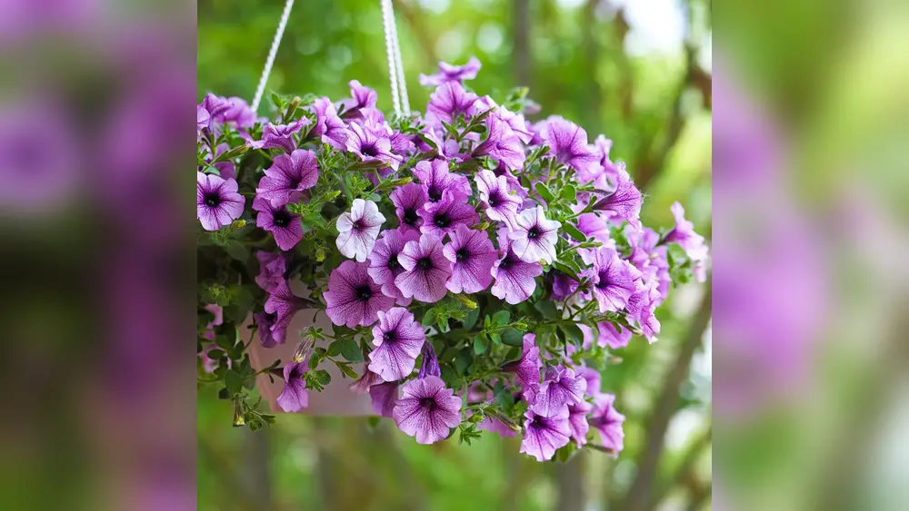 best outdoor plants for florida that also repellent