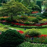 best outdoor plants for full sun in florida