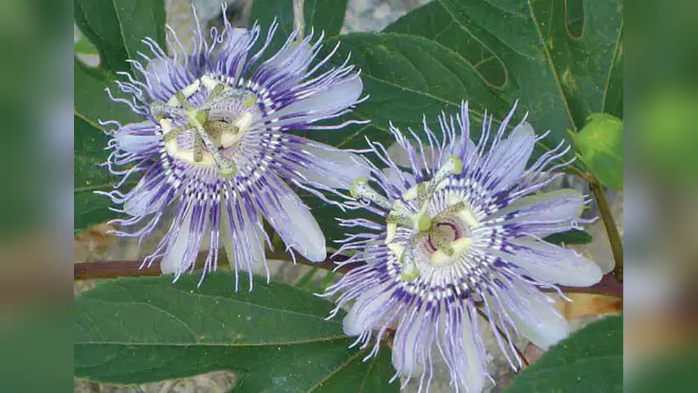 best passion flower vine plants florida