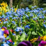 best perennial plants for florida