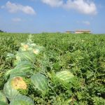 best place for agricultural workers to plant watermelon in florida