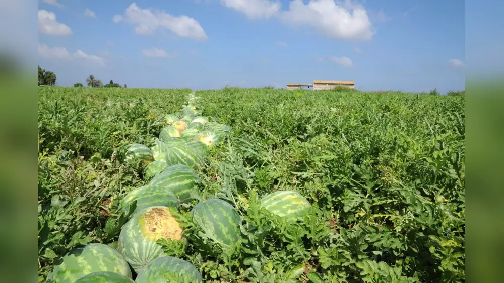 best place for agricultural workers to plant watermelon in florida