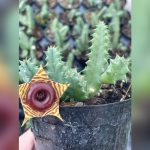 best place to buy plants in clermont florida