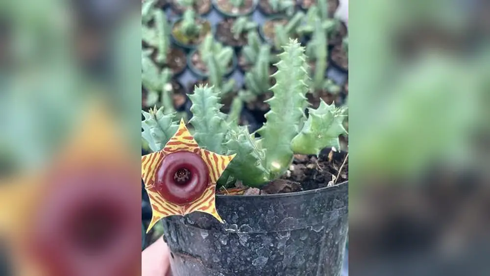best place to buy plants in clermont florida