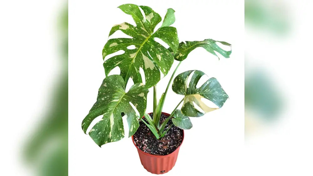 best place to buy tropical plants in florida